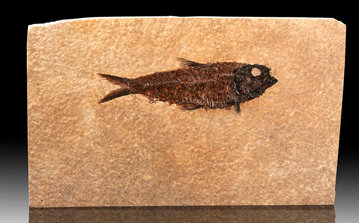 Knightia Fish Plate (with stand)