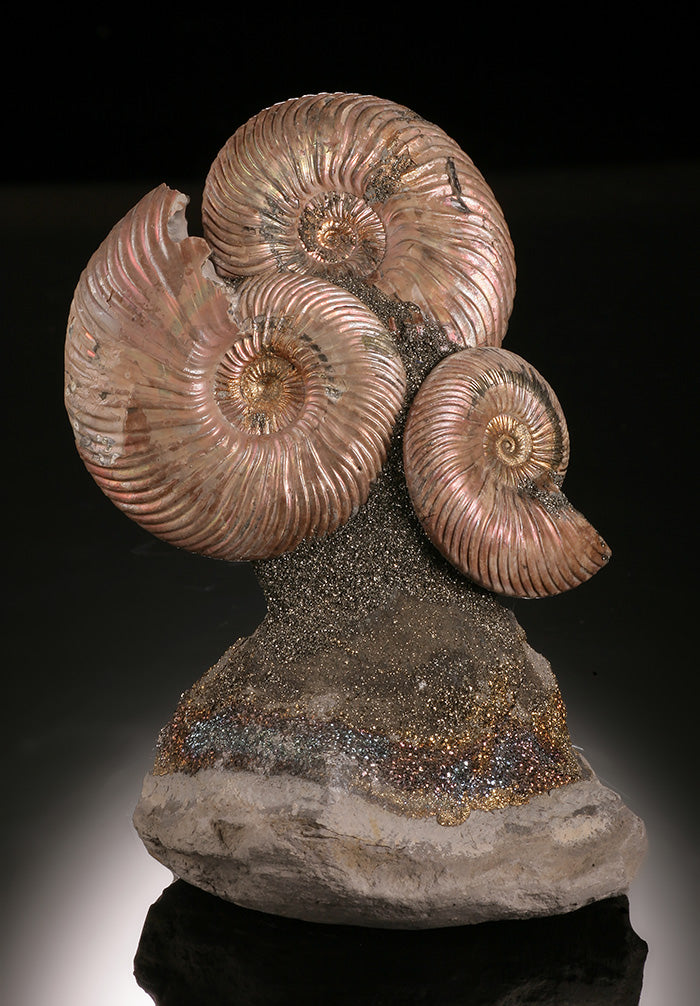 Iridescent Ammonites on Rainbow Pyrite (Concretion)