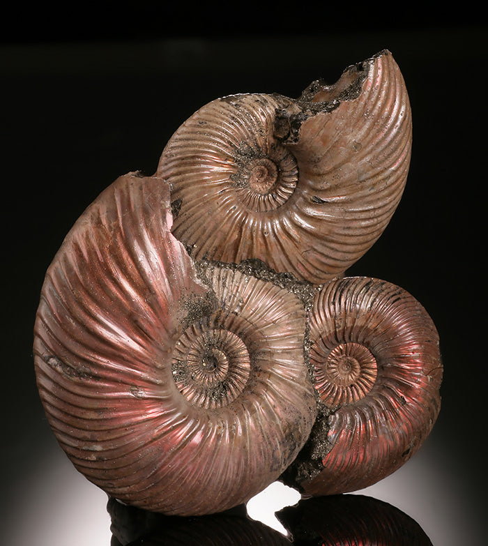 Iridescent Ammonite & Pyrite Concretion