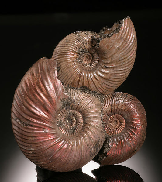 Iridescent Ammonite & Pyrite Concretion