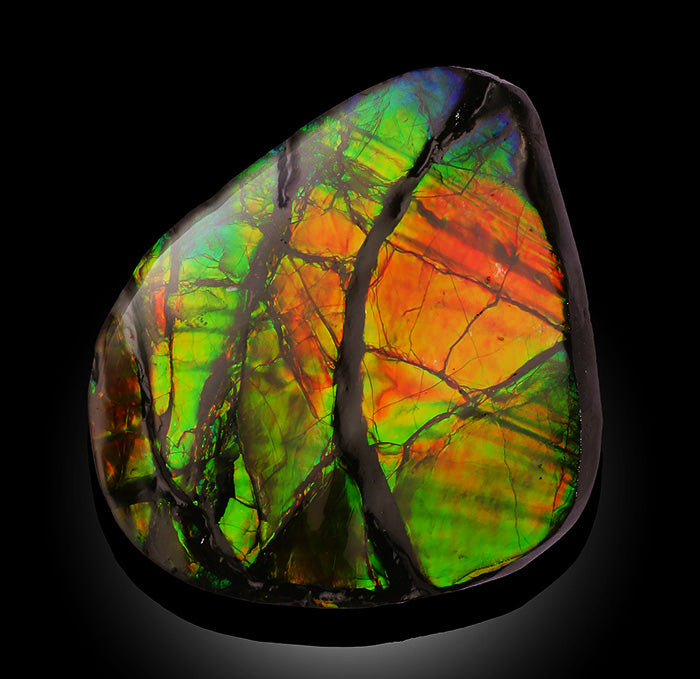 High Quality Ammolite, Canada