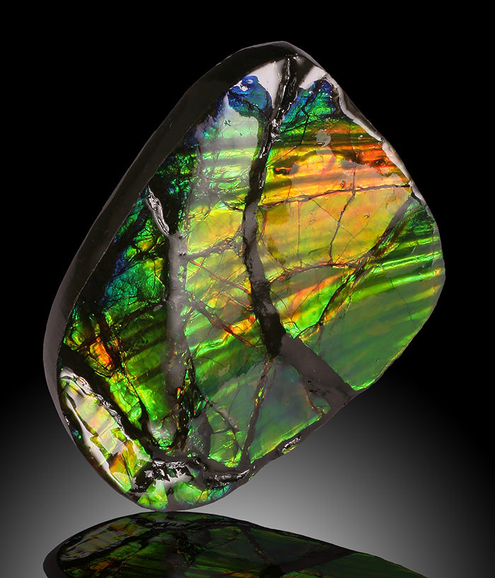 High Quality Ammolite, Canada