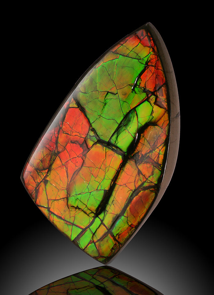 Museum-Quality Ammolite