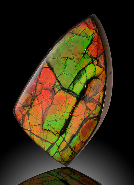 Museum-Quality Ammolite