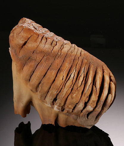 Infant Woolly Mammoth Molar (with stand)