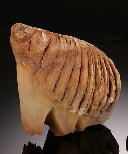 Infant Woolly Mammoth Molar (with stand)