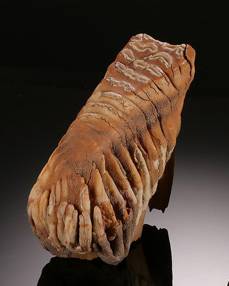 Infant Woolly Mammoth Molar (with stand)