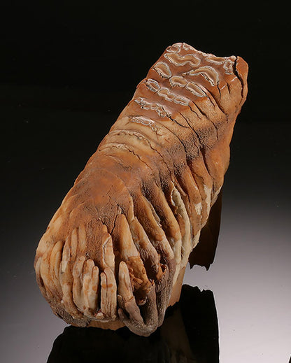 Infant Woolly Mammoth Molar (with stand)