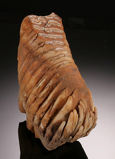 Infant Woolly Mammoth Molar (with stand)