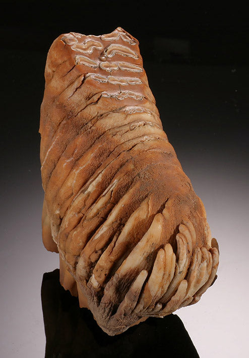 Infant Woolly Mammoth Molar (with stand)