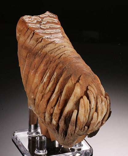 Infant Woolly Mammoth Molar (with stand)