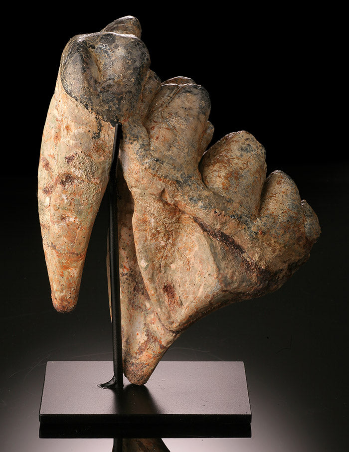 Early Elephant (Gomphotherium), Tooth