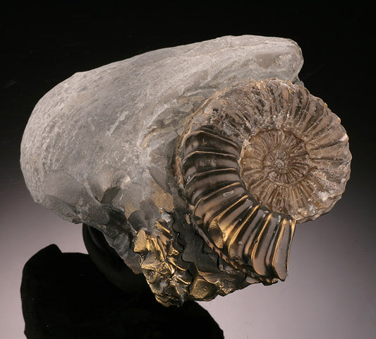 2-3/4" Pleuroceras Pyritized Ammonite, Germany