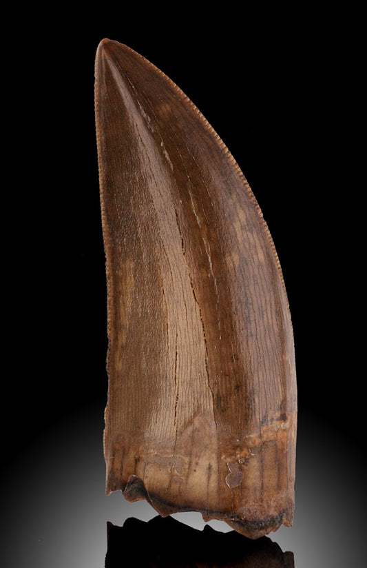 Classic Albertosaurus tooth