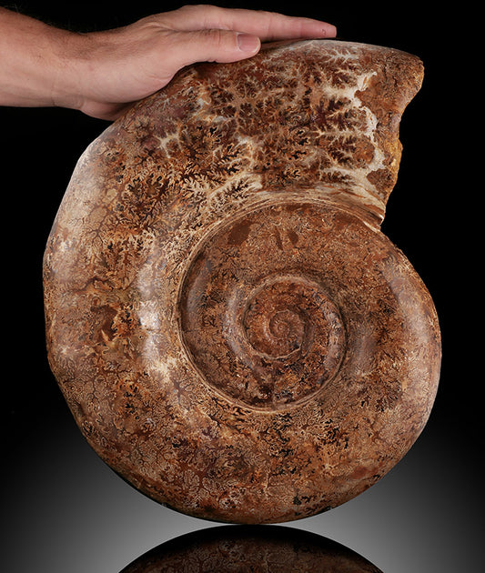 Euaspidoceras Ammonite Large "Wheel"