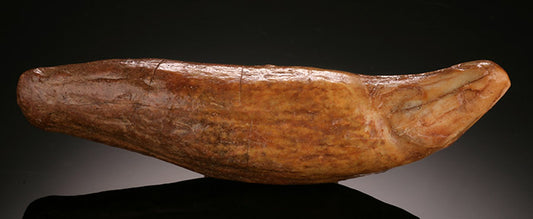 Cave Bear Canine Tooth, Russia