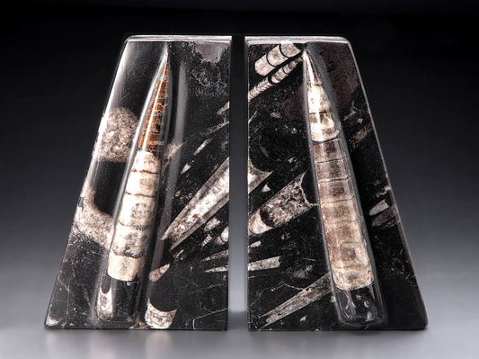 Orthoceras Bookends