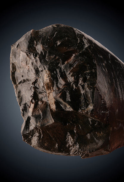 Tyrannosaurus rex tooth
