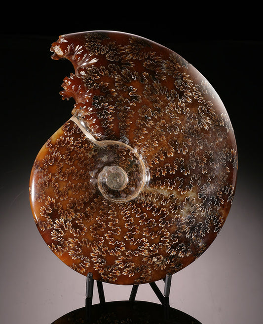 6-1/2" Sutured Ammonite (with stand)