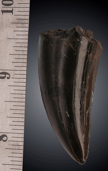 Tyrannosaurus rex tooth