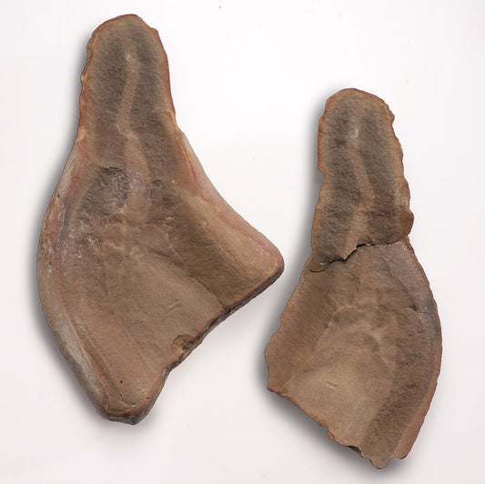 Tullimonstrum gregarium, Tully Monster (Pit 11)