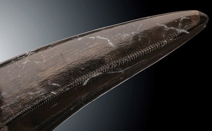 Tyrannosaurus rex tooth