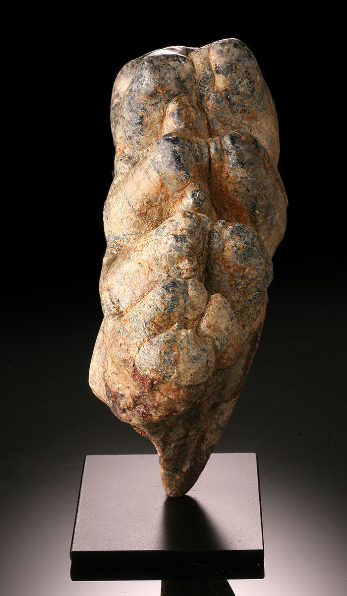 Early Elephant (Gomphotherium), Tooth