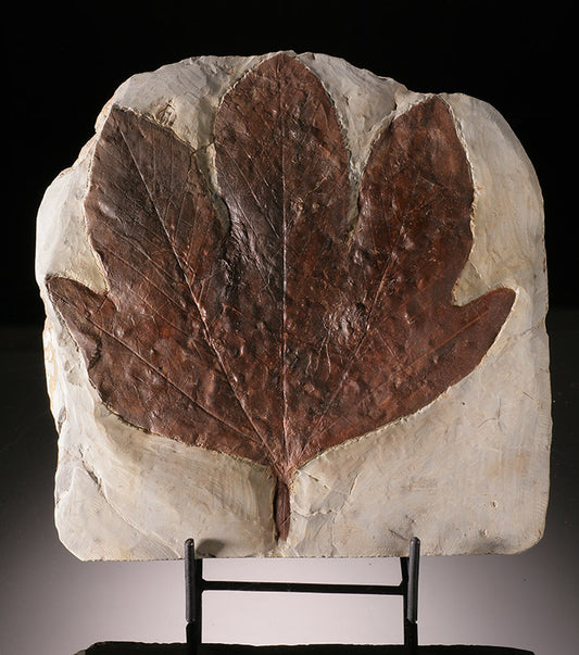 Platanus nobilis (Sycamore) Leaf, With Stand