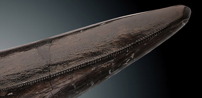 Tyrannosaurus rex tooth