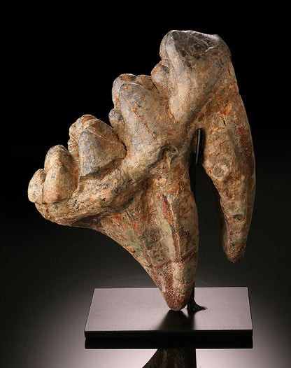 Early Elephant (Gomphotherium), Tooth