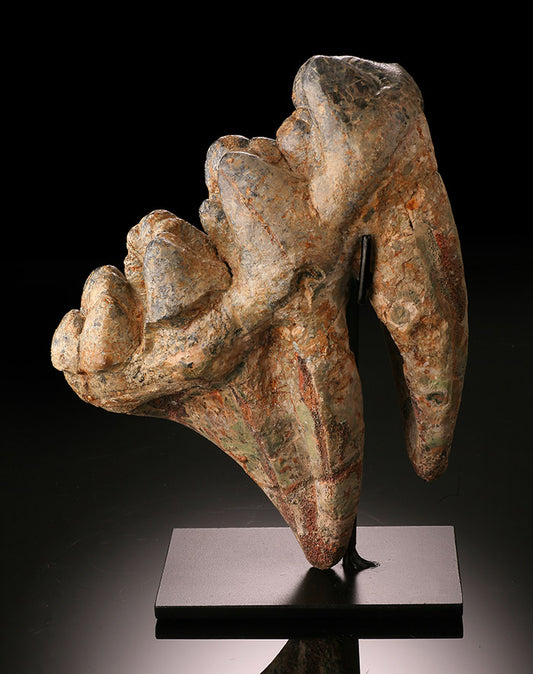 Early Elephant (Gomphotherium), Tooth