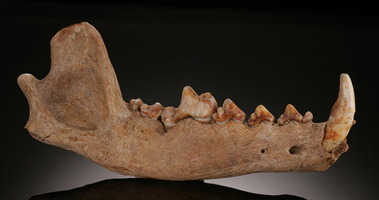 Ice Age Wolf Jaw (Canis lupus)