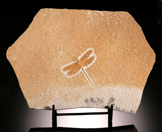 Dragonfly Fossil Plate, Germany (with stand)