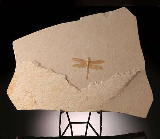 Dragonfly Fossil Plate (with stand)