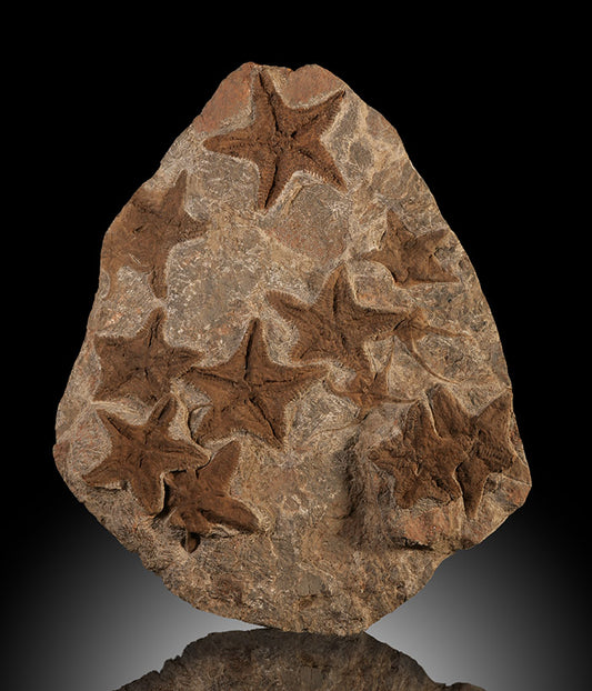 Asteroidea Mortality Plate w/ Stand