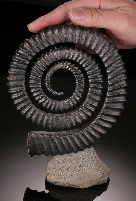 Ammonite Anetoceras