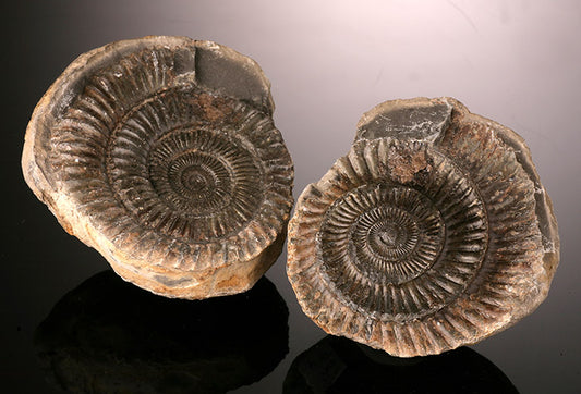 Dactylioceras Ammonite Pair, England