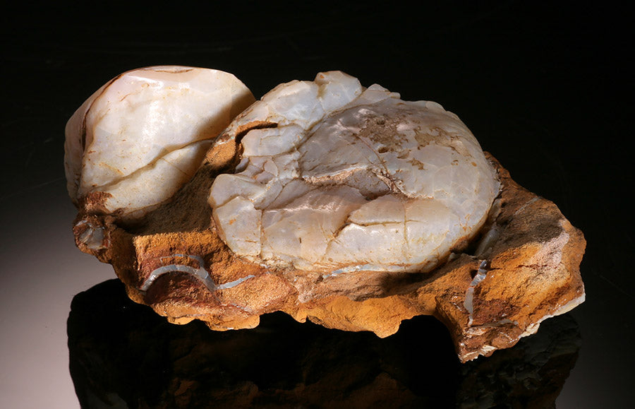 Fossilized Clams with Opal Replacement