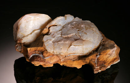 Fossilized Clams with Opal Replacement