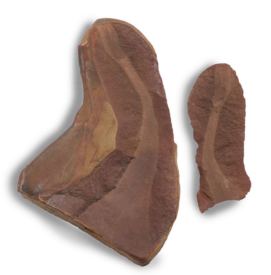 Tullimonstrum gregarium, Illinois