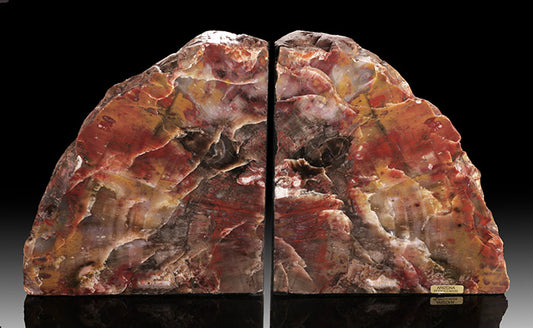 Large Petrified Wood Bookends, Conifer