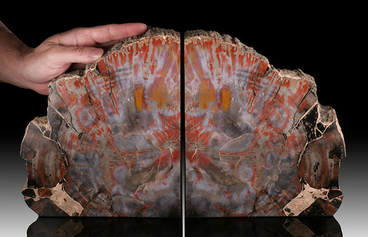 17" Conifer Petrified Wood Bookends