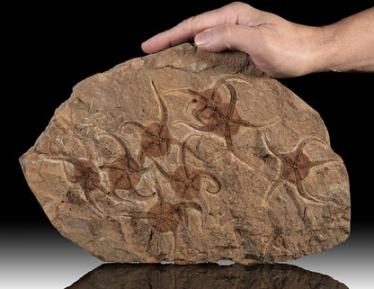 Brittle' Starfish Fossil Plate