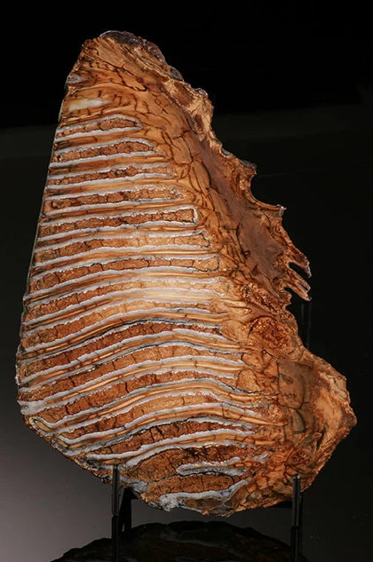 Mammoth Tooth Cross-Section