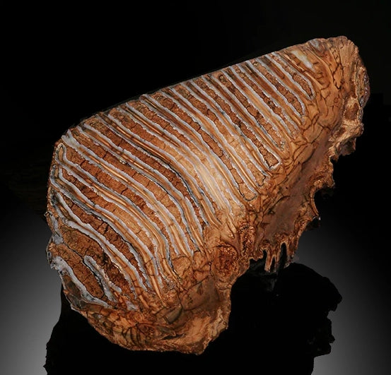 Mammoth Tooth Cross-Section
