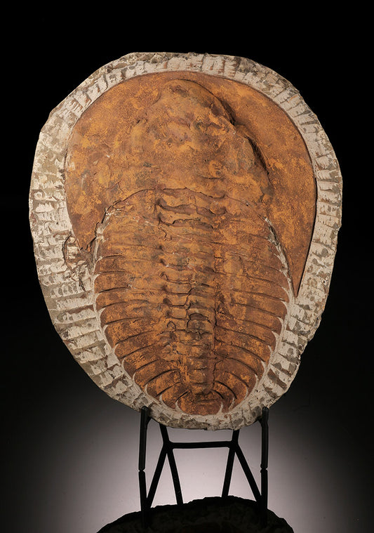 Cambropallas Trilobite Fossil (with stand)