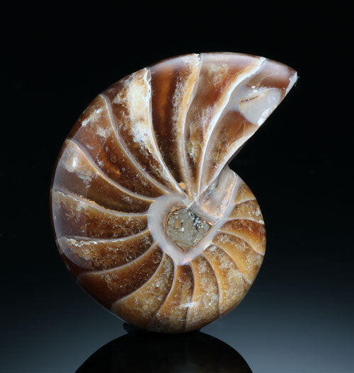 Fossil Chambered Nautilus