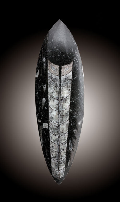 Orthoceras