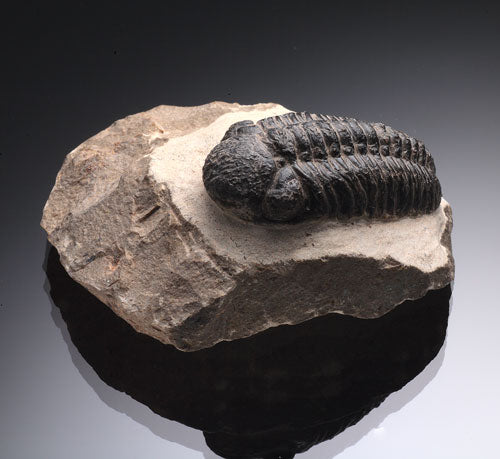 Trilobite / Phacops