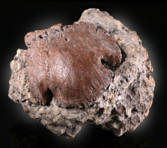 Ceratopsian Hoof Core